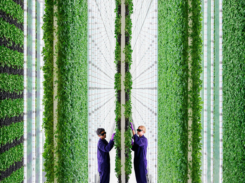 Vertical indoor growing increases the amount of food grown per square foot of land. (courtesy of Plenty)